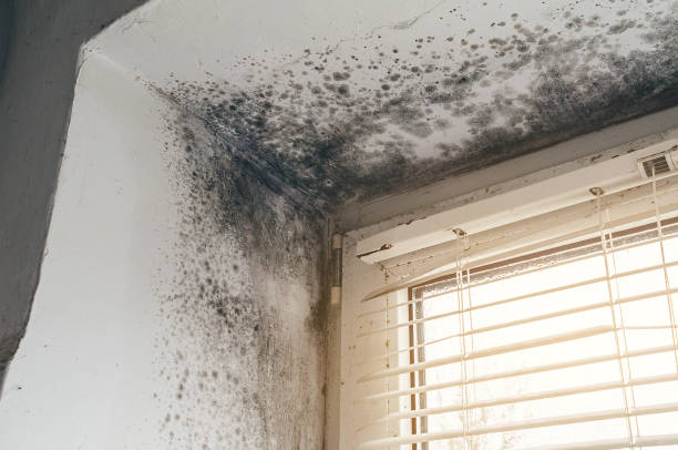 Trusted Crawl Space Mold Removal service in Deerfield, MI - Cheap Mold Removal