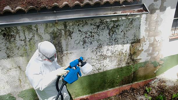 Trusted Attic Mold Removal service in Deerfield, MI - Cheap Mold Removal